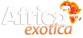 Africa Exotica | A Travel & Tourism Company